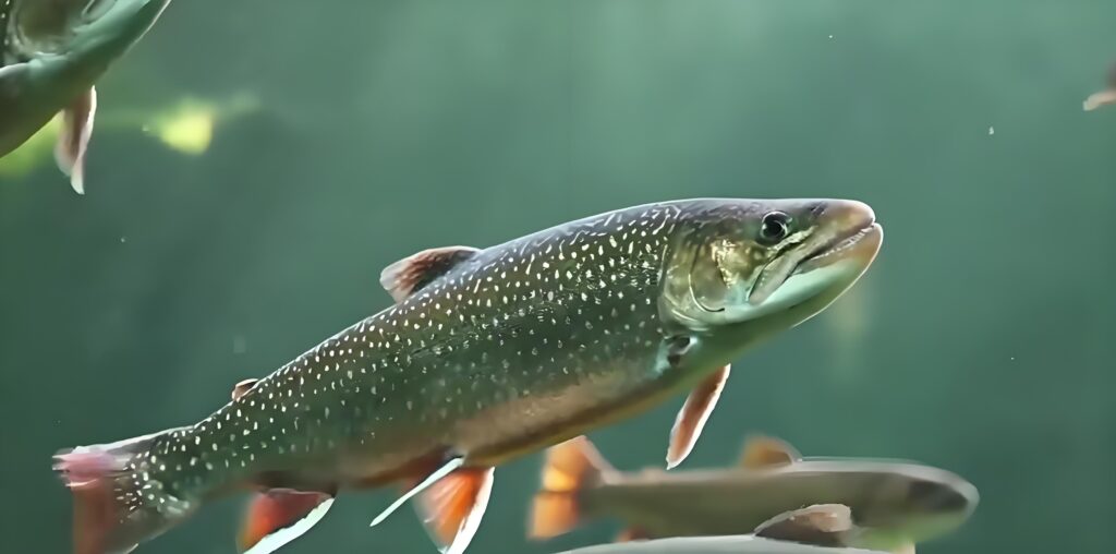 Aquaculture 2