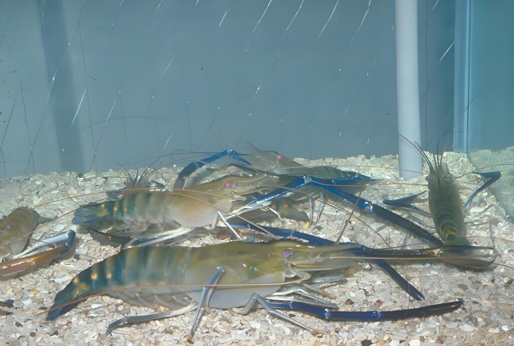 Cría de camarones de río