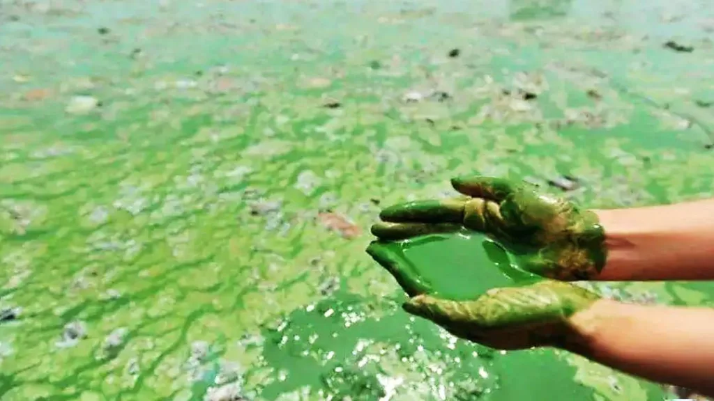 Harmful algal blooms