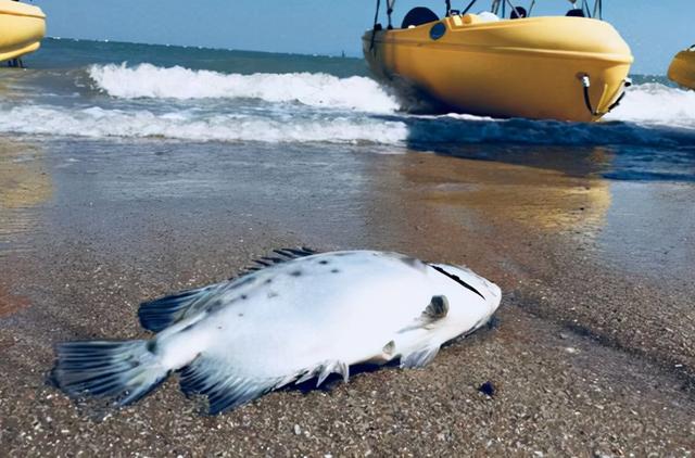 Dead fish – Cyanide